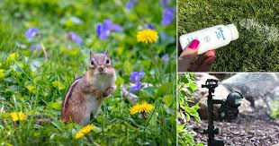 Check spelling or type a new query. 26 Clever Hacks To Keep Chipmunks Out Of Garden Balcony Garden Web