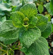 Image result for Bewsia biflora