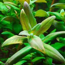 Image result for Nesaea erecta