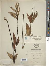 Image result for Pellaea doniana