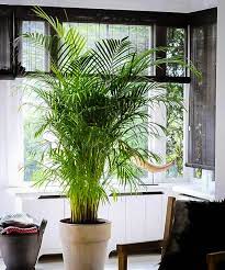 We did not find results for: Areca Palm Trees For Sale Online The Tree Center