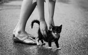 Happybluemondays Bakissiz Bir Kedi Kara