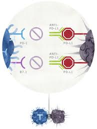 Pin By E Os 2 On Science Is Hard Let S Make Art Let S Make Art Christmas Bulbs Immunotherapy Cancer
