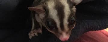 Amazon.Com : Pranovo Sugar Glider Bonding Pouch Carrier Bag Sling With  Adjustable Strap For Gliders Ferret Rat Hedgehog Hamster Small Pets : Pet  Supplies