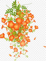 The author used her own pattern to create these yellow beauties as a decoration for her living room. Chinese Trumpet Vine Flower Photography Png 1781x2328px Flower Amorphous Silicon Black And White Branch Bush Tomato