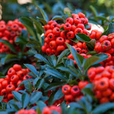 Image result for Pyracantha