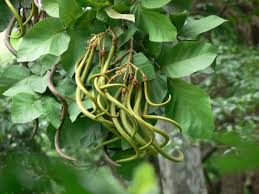 Image result for Fernandoa