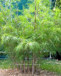 Black Bamboo Plants For Sale Gauteng Mayan Silver Bamboo Bamboo Species Planting Flowers Invasive Species