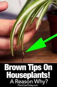 Spider Plant With Brown Tips On The Leaves Inside Plants Plants Plant Care Houseplant