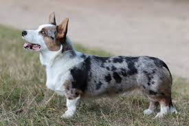 Check spelling or type a new query. Cardigan Welsh Corgi Idaho