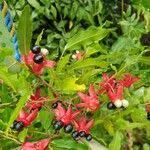 Image result for Ochna atropurpurea