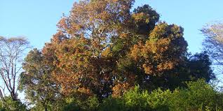 Image result for Khaya anthotheca