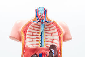 Where is the sternum found. Chest Cavity Stock Photos And Images 123rf