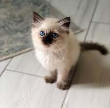 Explore 133 listings for male ragdoll kittens for sale at best prices. Kittens For Sale The Y Guide