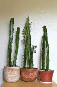 Cactuses can be used for so many wonderful things, so why not have a great way to farm create a back wall so that the water does not get out of control. N G Germanonicole Profile Pinterest