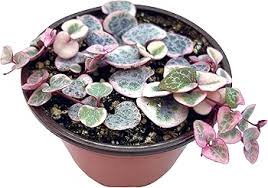 Image result for Ceropegia circinata