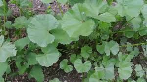 The marshmallow plant, especially the leaves and roots, contains polysaccharides that have antitussive, mucilaginous, and antibacterial properties. Marshmallow Plant Picking In The City Youtube