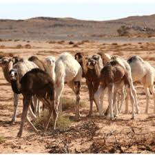Bulliet is a professor emeritus of history at columbia university who specializes in the. Pdf Piebald Camels