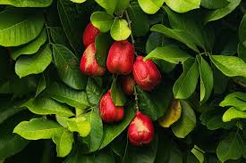 Image result for Blighia