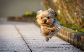 Download Wallpapers Yorkshire Terrier Running Dog Cute Dog Yorkie Close Up Fluffy Dog Dogs Cute Fluffy Dogs Yorkshire Terrier Puppies Yorkshire Terrier
