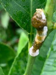 Image result for Vepris bachmannii