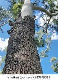 Image result for Eucalyptus torelliana