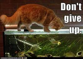 Pin On Growth Mindset Memes