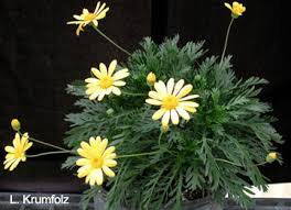 When the plants are young you should prune them to keep the bottom bushes full. Bush Daisy University Of Florida Institute Of Food And Agricultural Sciences