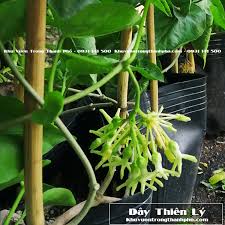 We did not find results for: Cay Hoa Thien Ly Khu VÆ°á»n Trong Thanh Phá»'