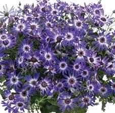 Image result for Pericallis