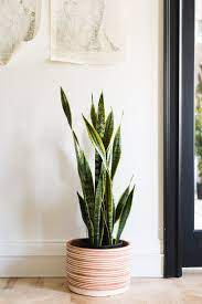 The Complete Guide To Caring For Your House Plants Snake Plant Edition Snake Plant Indoor Snake Plant Care Plants
