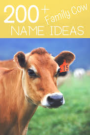 Family Cow Name Ideas Cow Names Pet Cows Cow