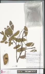 Image result for Lindackeria fragrans