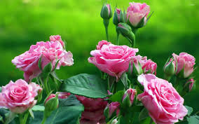 Check spelling or type a new query. Pink Roses Wallpaper Flower Wallpapers 25245