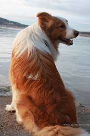 Ee Red Border Collie Diamond Of Whitecastle Elvis Lobo Border Collie Collie Retriever