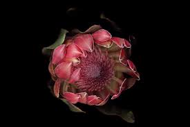 Image result for Protea micans