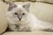 Top 10 Friendliest Cat Breeds • Purrfect Cat Breeds