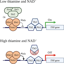 In one type of deficiency, known as wet beriberi, symptoms are similar to those of congestive heart failure.they include difficulty breathing with exercise or exertion or when lying down, and swelling in the legs. Thiamine A Key Nutrient For Yeasts During Wine Alcoholic Fermentation Springerlink
