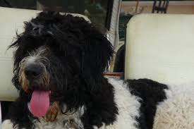 As is the giant panda bear a soft cuddly looking bear. Best Saint Berdoodle Breeders Around The Globe The Dogs Journal