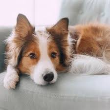 How To Care For Your Dog S Sensitive Stomach Blue Buffalo In 2020 Sensitive Stomach Dogs Your Dog
