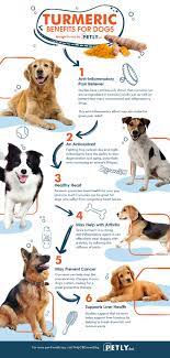 Benefits Of Turmeric For Dog In 2021 Canine Care Dog Infographic Dog Care