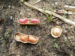 Image result for Vigna subterranea