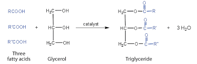 Image result for Fatty Acid