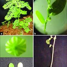 Image result for Phyllanthus fraternus