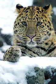 Amur Leopard Wwf
