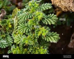 Image result for Coldenia procumbens