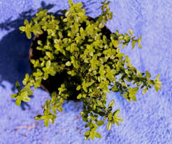 Zitronenthymian Thymus Citrodorus Thymian Garten Wissen