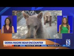 Man with sandwich in his lap has encounter with bears in Sierra Madre