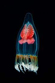 alien spaceship by nicholas samaras 珍しい魚