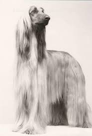 Black And White Hound Dog Pin On Afghans